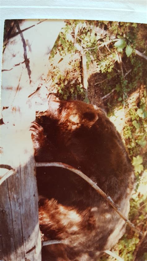 com) Timothy Treadwell - JungleKey. . Grizzly man crime scene photos reddit